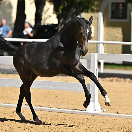 Alpenhof Wildschoenau Daire Niederau