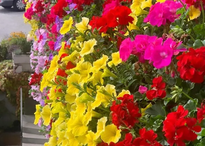 Alpenhof Wildschonau * Niederau